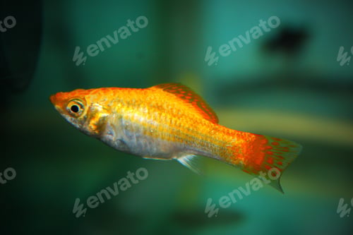 Preview: Closeup of common molly fish floating underwater