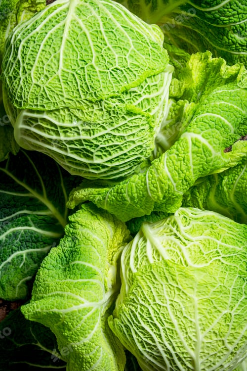 Preview: Fresh green cabbage.