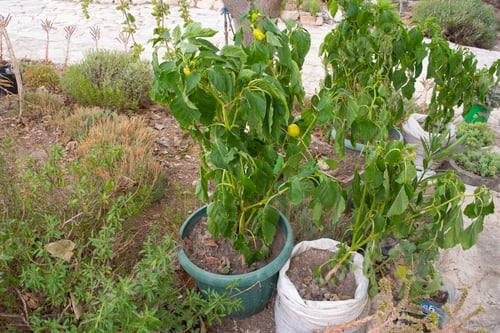 Preview: Pepper fruit in the garden planted in garden pots