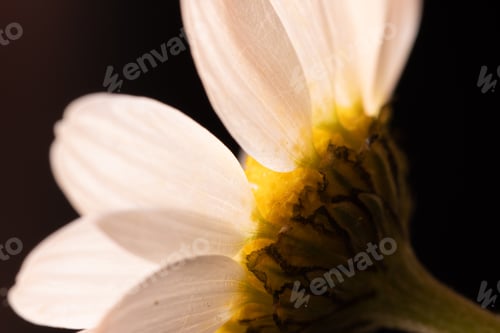 Preview: Closeup shot of an underside of chamomile flower