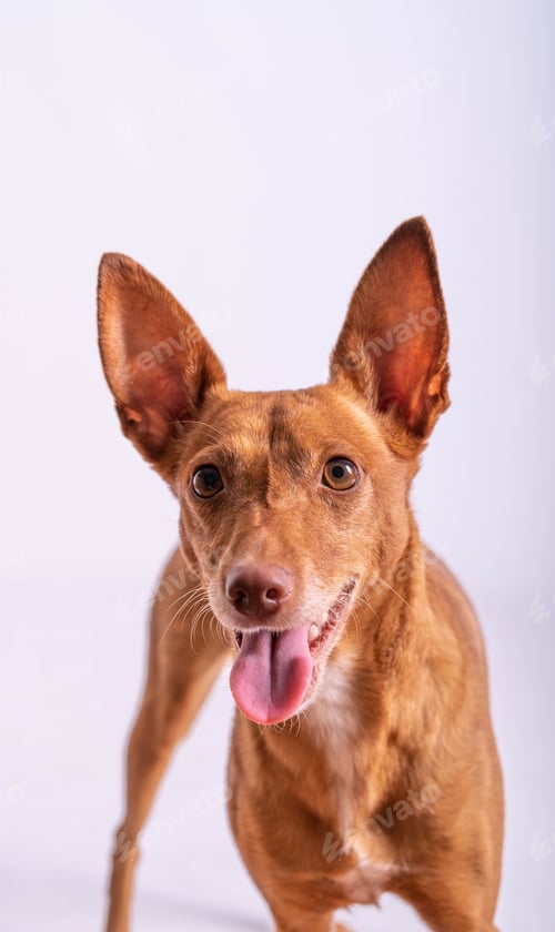 Preview: Vertical shot of a cute Podenco Canario dog