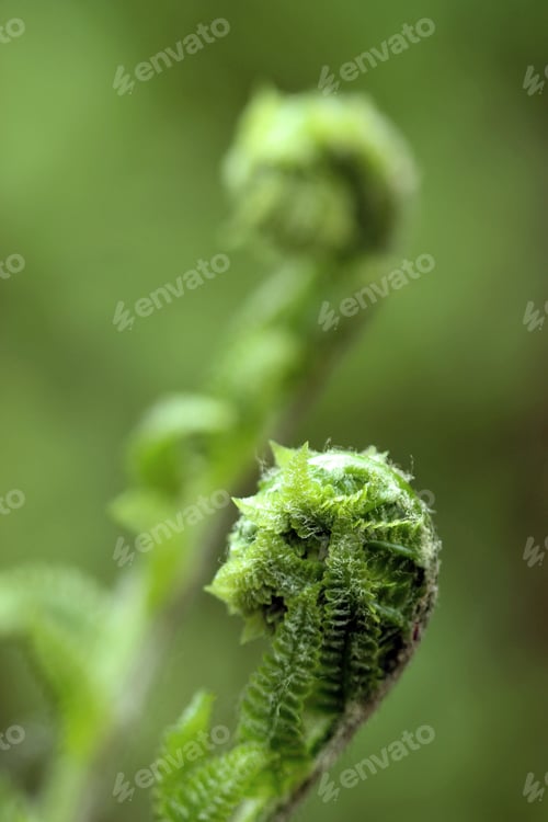 Preview: Close up of fern fiddlehead