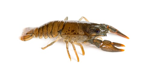 Preview: Stone crayfish, Austropotamobius torrentium, isolated on white