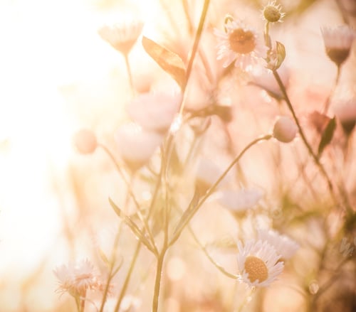 Preview: Background with summer flowers