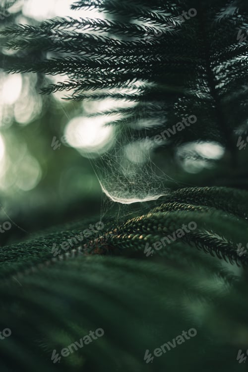 Preview: Dark green pine branches and leaves in the morning