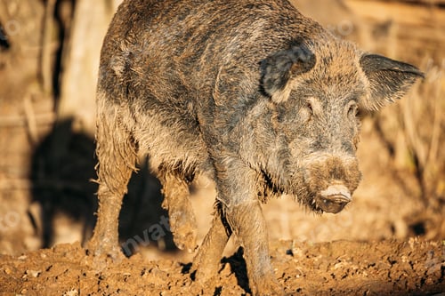 Preview: Belarus. Wild Boar Or Sus Scrofa, Also Known As The Wild Swine, Eurasian Wild Pig Walking In Autumn