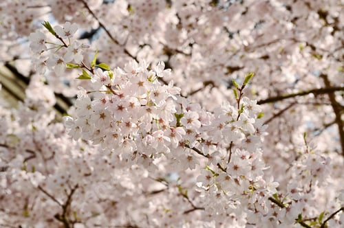 Vorschau: Frühlingsblüten in Victoria, BC, Kanada