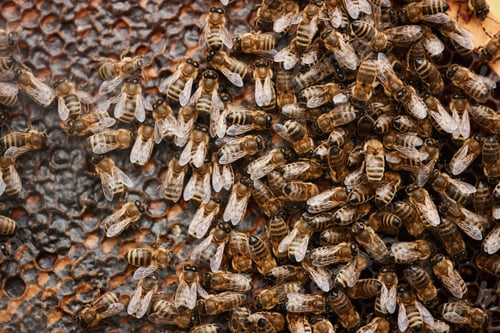 Preview: Top View of Bees Producing Honey on Honeycomb at Apiary