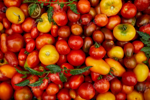 Preview: Different kinds of homegrown tomatoes, Assortment of tomatoes, local farmers market