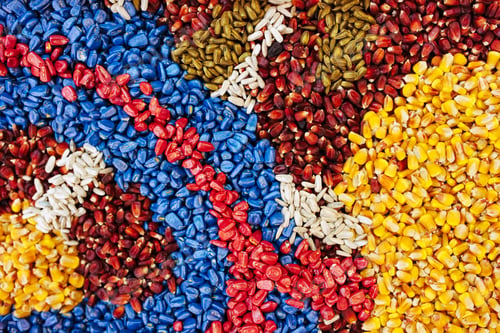 Preview: Colorful texture of chemically treated corn maize crop seed