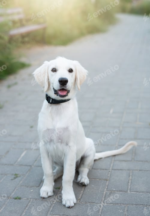 Preview: A cute labrador retriever puppy