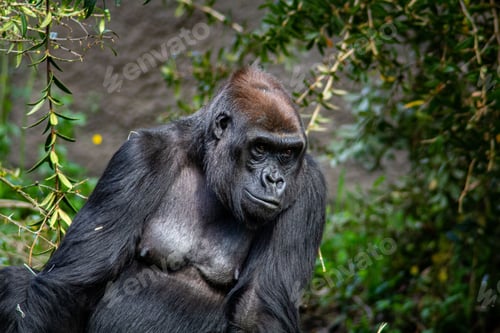 Preview: Gorilla in the nature