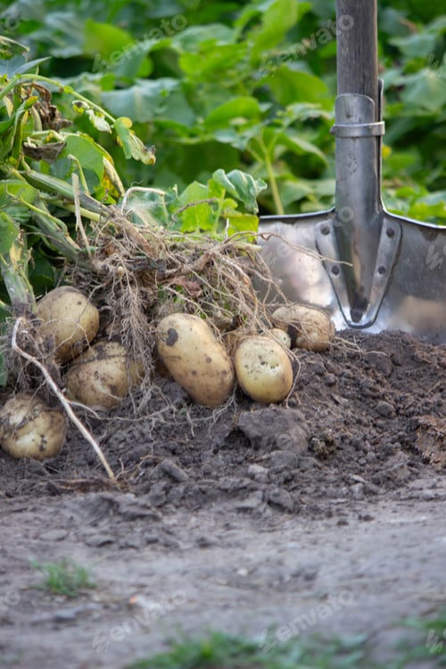 Preview: Fresh Harvest of Potatoes from Garden