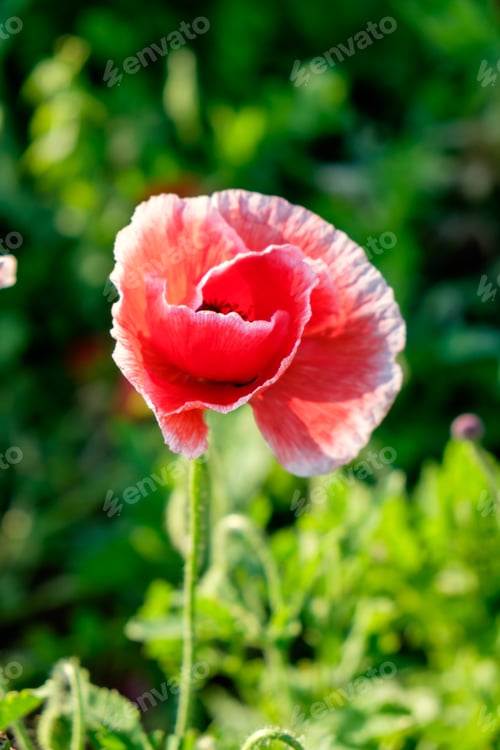 Preview: Poppy flower single red white sunlight shining