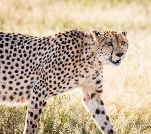Preview: A Magical Botswana Wildlife pictures