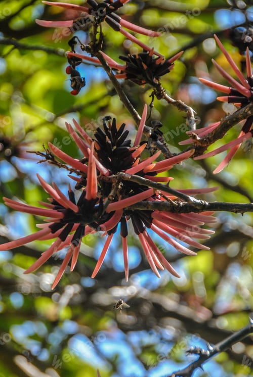Preview: Erythrina is a genus of flowering plants commonly known as coral tree