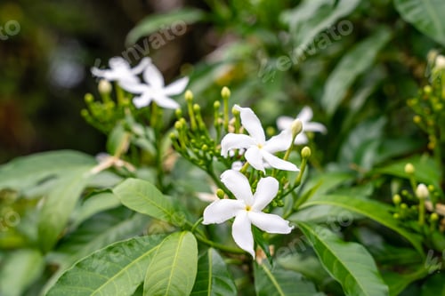 Preview: Jasminum sambac