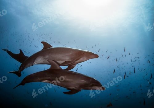 Preview: Dolphin (Delphinidae) mammal swimming in tropical underwaters. Two Dolphins in underwater wild world