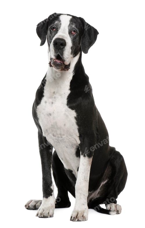 Preview: Great Dane, 7 years old, sitting in front of white background