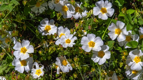 Preview: Sage Leaved Rock Rose, Arribes del Duero Natural Park