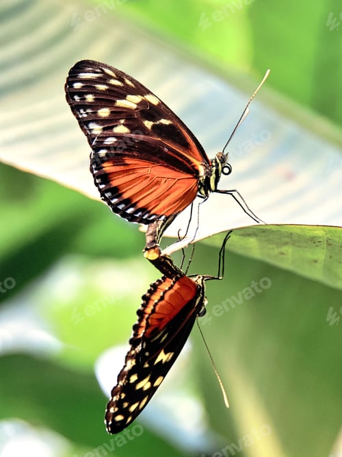 Preview: Beautiful butterflies perched parallel on top of a vibrant green leaf in a natural outdoor setting
