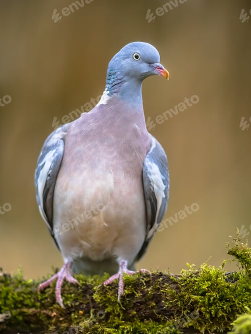 Preview: Wood pigeon on mossy branch