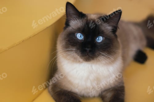 Preview: Blue Eyes Birman Cat