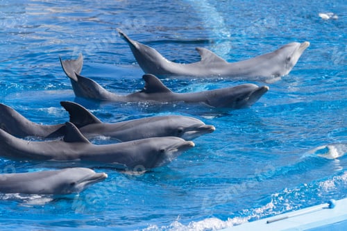 Preview: Dolphins swimming and performing tricks in a crystal clear blue pool of a Dolphinarium