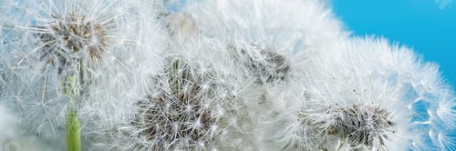 Preview: Macro nature. dandelion at sky background. Freedom to Wish. Dandelion silhouette fluffy flower