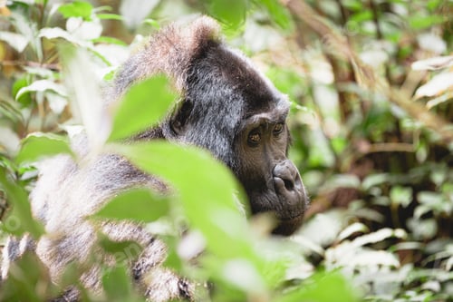 Preview: Mountain gorilla in Bwindi Impenetrable National Park, Uganda