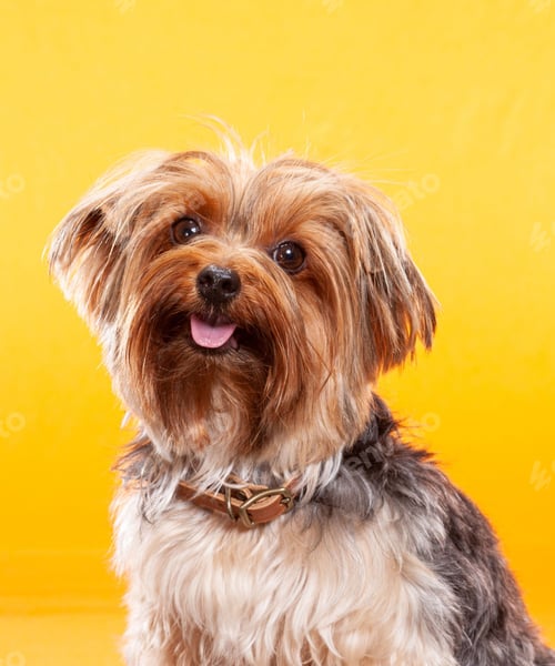 Preview: dog, dogs, pets, hairy, isolate