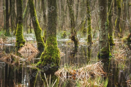 Preview: Mesmerizing view of the trees and plants and the river in the forest-concept:mysterious
