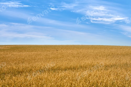 Preview: Time for harvest