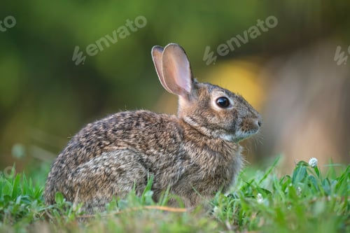 Preview: Grey small hare eating grass on summer field. Wild rabbit in nature