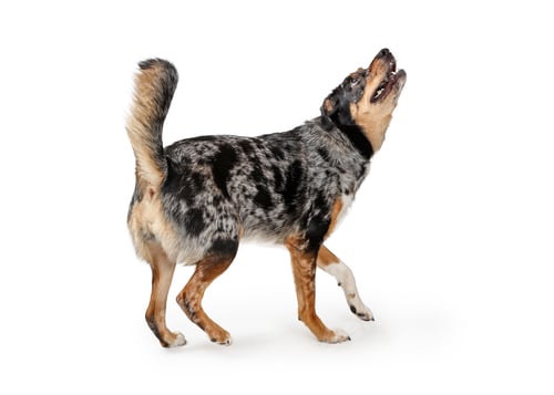 Preview: Excited Australian Shepherd Dog Walking Looking Up