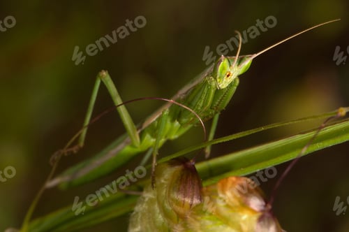 Preview: mantis (Apteromantis aptera)