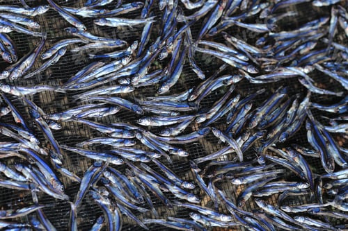 Preview: dried anchovy