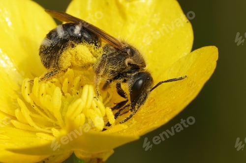 Preview: Closeup on a female bull -headed furrow bee, Lasioglossum zonulum from a yelllow buttercup