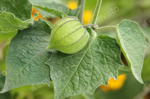 Preview: Gooseberry