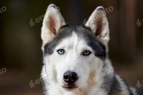 Preview: Siberian Husky dog portrait with blue eyes and gray coat color, cute sled dog breed