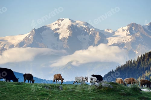 Preview: Cows grazing, Mazeri Village Area, Caucasus, Svaneti, Georgia