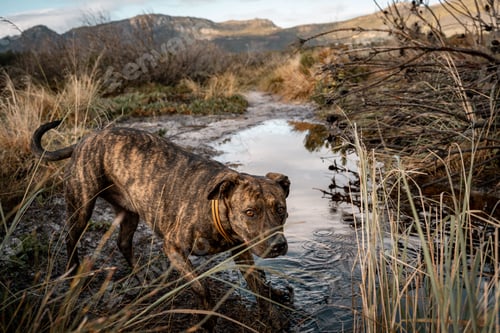 Preview: Pitbull standing in a shallow stream with mountains in the background