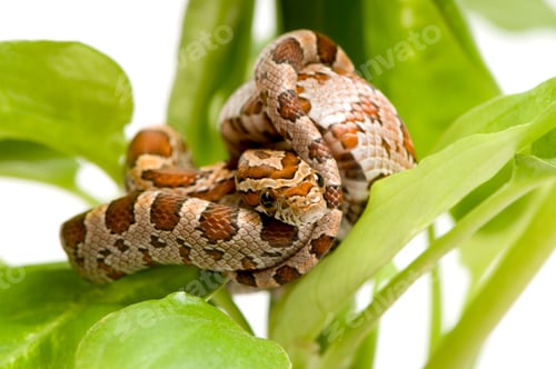 Preview: Close-Up of Corn Snake Amongst Green Foliage