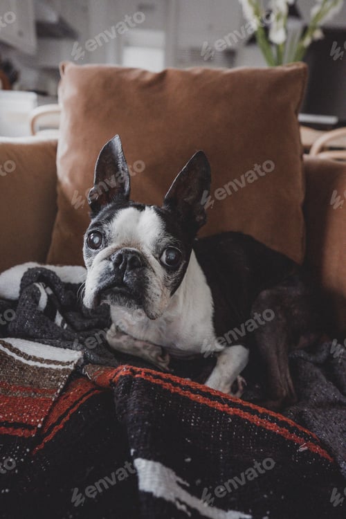 Preview: Cute Boston Terrier Dog Sitting on a Chair