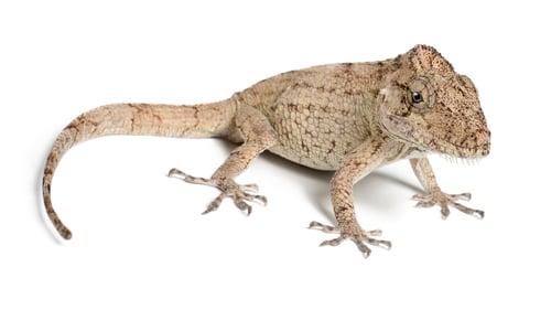 Preview: Oriente Bearded Anole or Anolis porcus, Chamaeleolis porcus, Polychrus is a genus of lizards