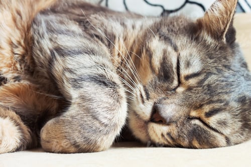 Vista previa: Domestic sleeping cat