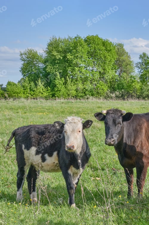 Preview: bull, cow, pasture,