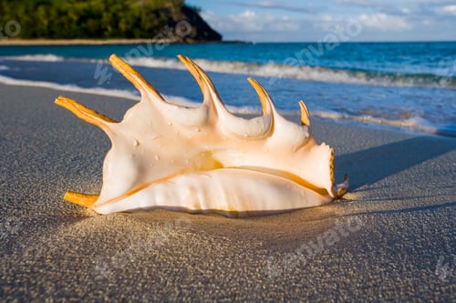 Preview: Seashell on a tropical beach