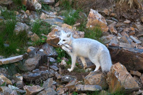 Preview: Arctic fox on a rocky mountain at the Norwegian archipelago of Svalbard
