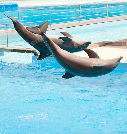 Preview: Two dolphins